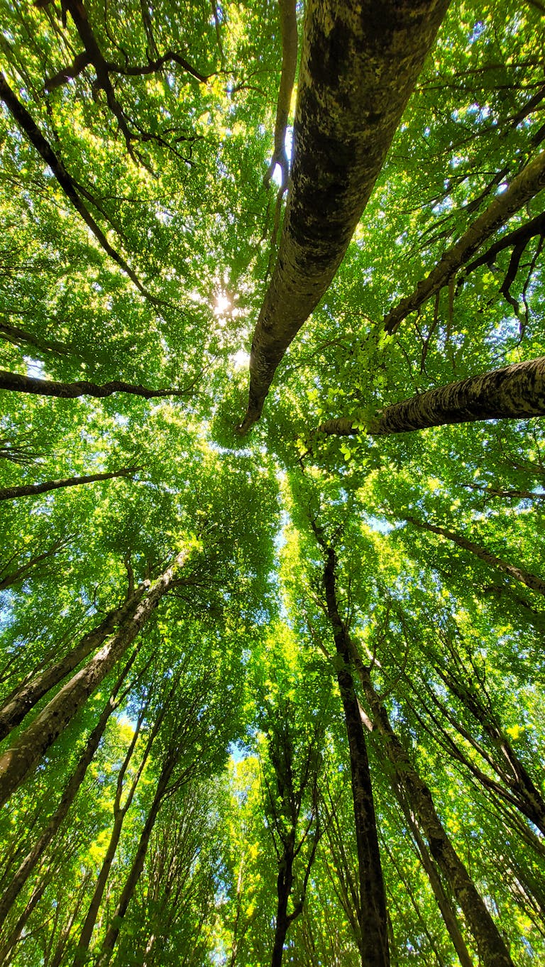 Stunning upward view of a lush green forest canopy with sunlit leaves on a bright summer day.